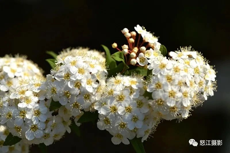 怒江游玩新去處，大密扣花開漫山野