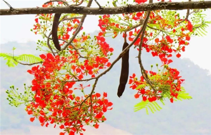 怒江旅游 鳳凰花開(kāi)紅似火，峽谷賞花正當(dāng)時(shí)